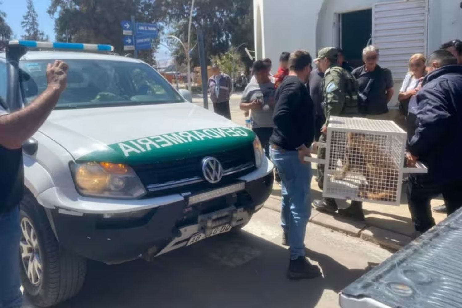 Rescataron a un puma que estaba adentro de una vivienda en Catamarca