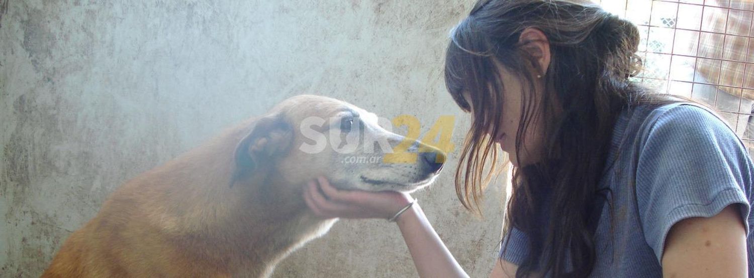 Cada perro en la calle deja al desnudo una grave irresponsabilidad individual