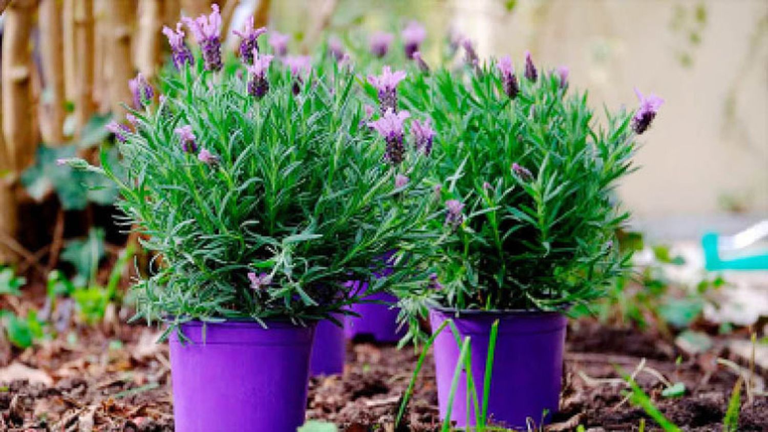 Lavanda: cómo y cuándo cultivar la planta que ahuyenta mosquitos y alacranes