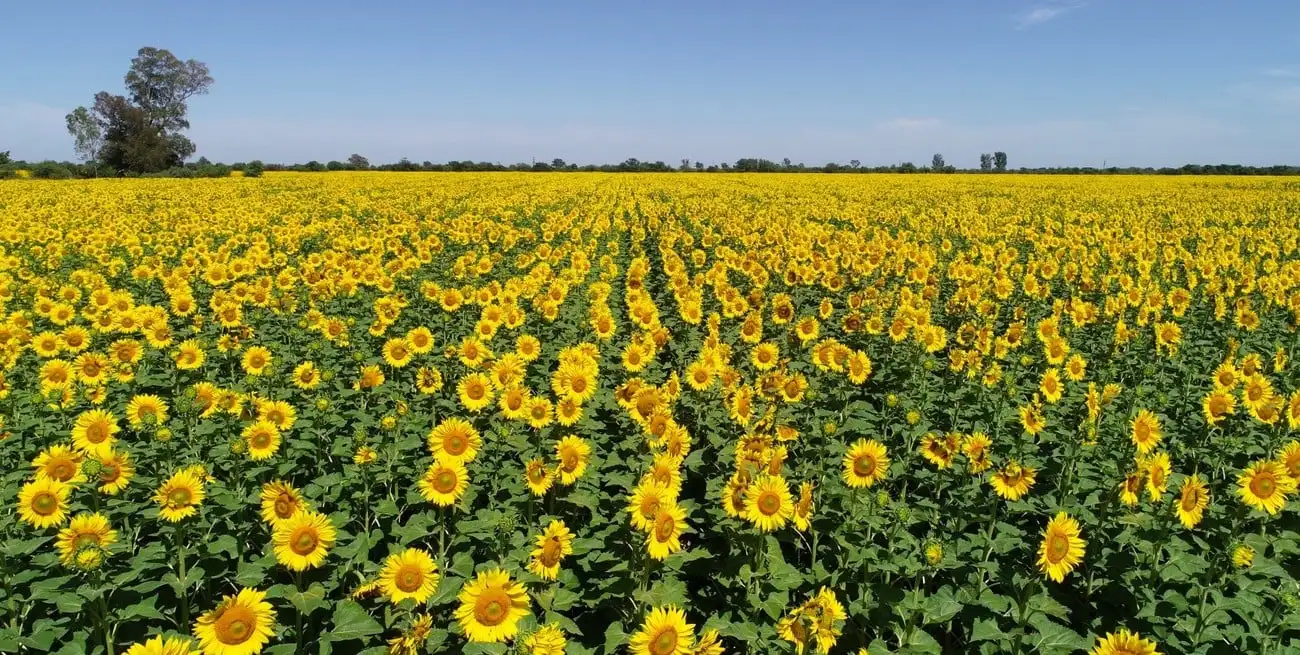 La molienda de girasol creció 34% interanual y alcanzó su mejor octubre en una década