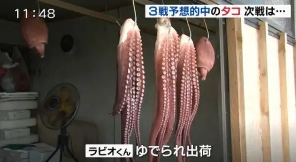 El triste final del “pulpo Paul japonés”: se lo comieron
