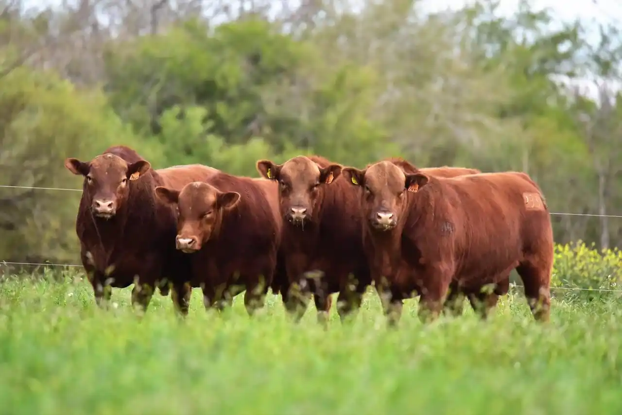 El Gobierno nacional elimina retenciones y reduce cargos en productos agroindustriales