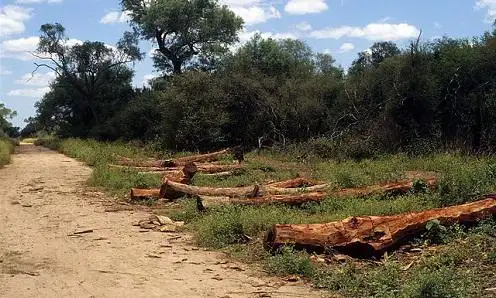 Confirman multa a la empresa Masnou por talar monte nativo