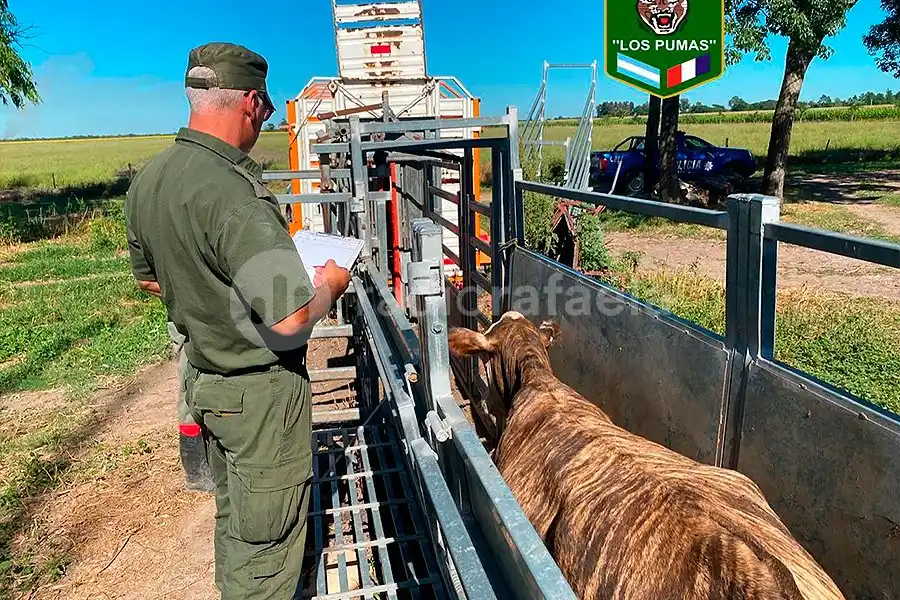 Reconquista: "Los Pumas" recuperaron cinco animales vacunos robados