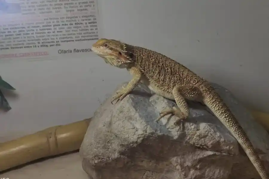 Secuestraron serpientes, gecko leopardo y hasta un dragón barbudo en Villa Adela