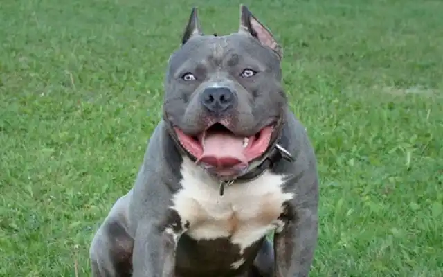 Agredieron a la Policía cuando los detenían por vender perro robado