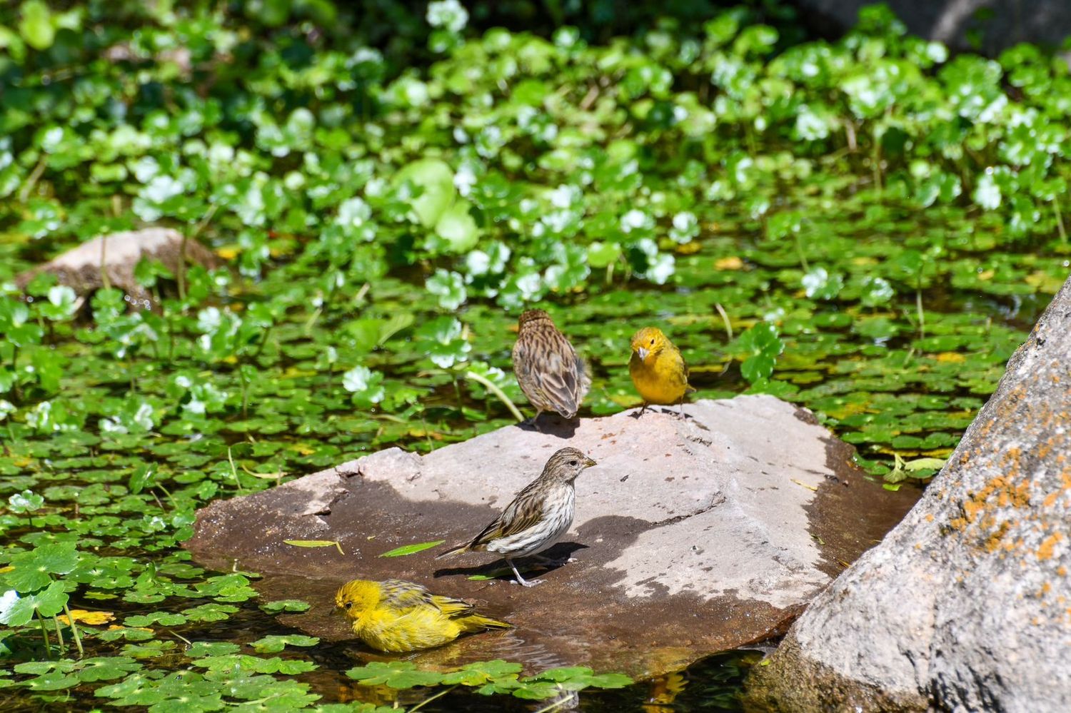 Las aves que regresaron a la naturaleza provienen de diferentes procedimientos de control realizados.