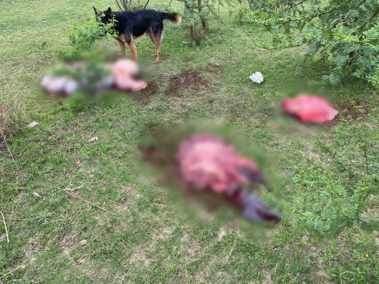 En el mes le robaron 10 vacas y con las dos faenadas anoche sumarán otros 400 kilos para venta y consumo