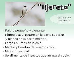 tijereta