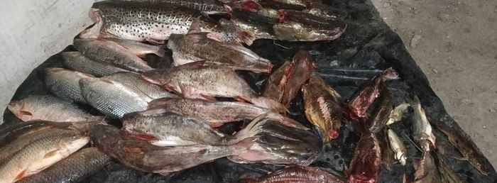 Decomisaron 70 kilos de carne en mal estado y 200 kilos de pescado no apto para consumo - 1