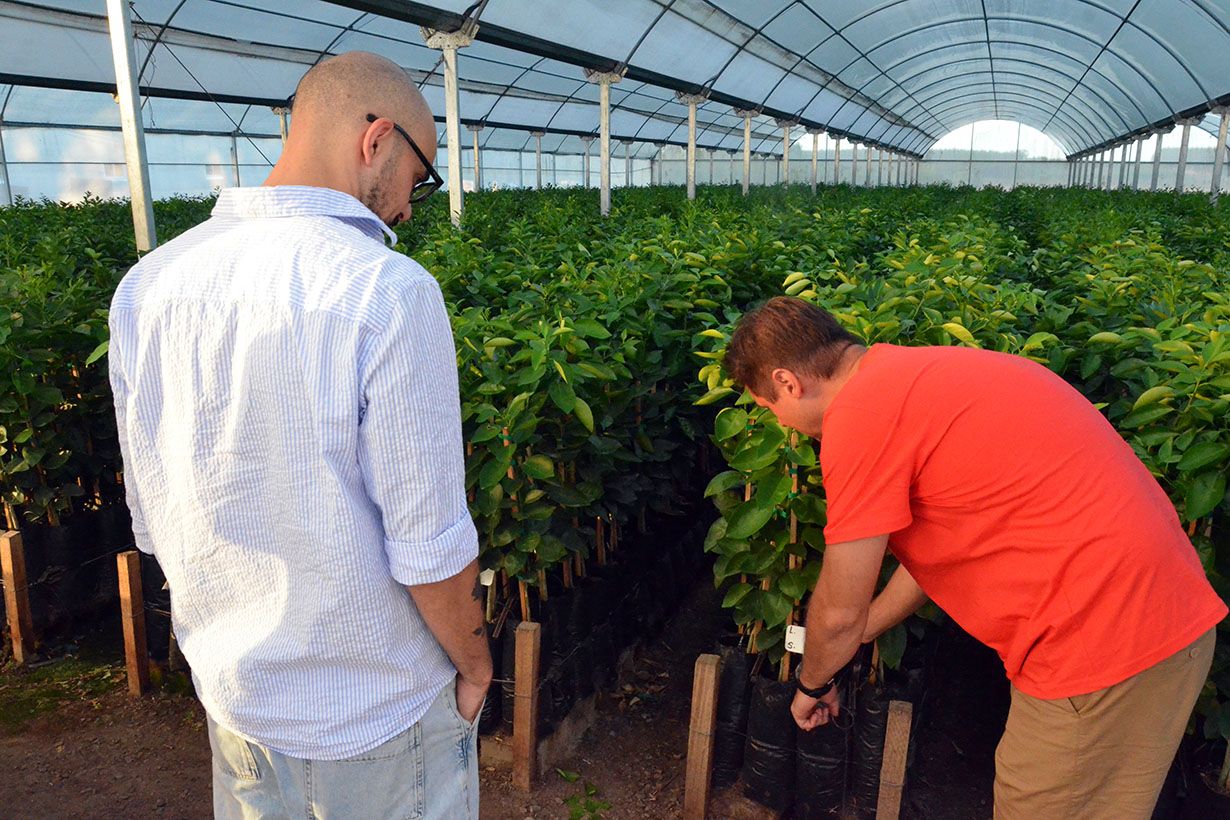 El vivero que produce 80 mil plantas de pecán al año y abastece al campo de Abel Pintos