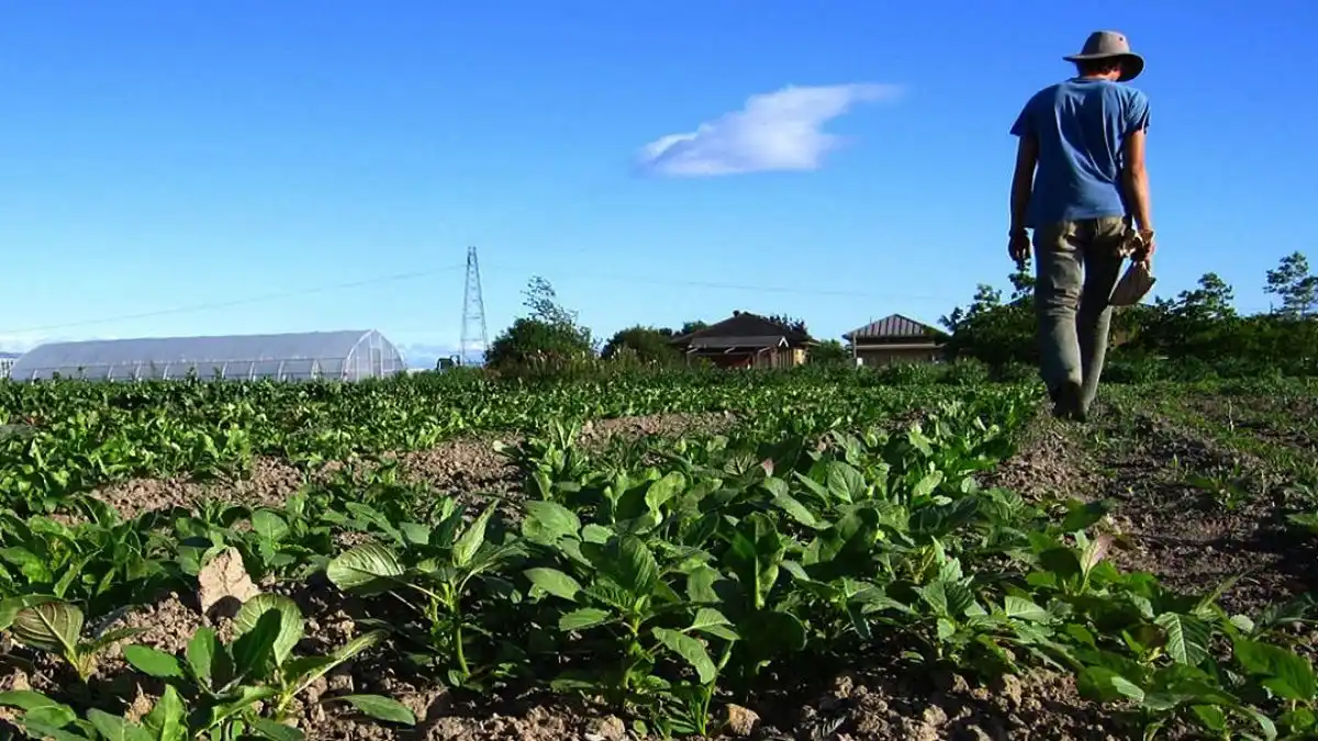 TRÁMITES MÁS SIMPLES y mantener exoneración de impuestos: lo que piden los productores del campo para no colapsar