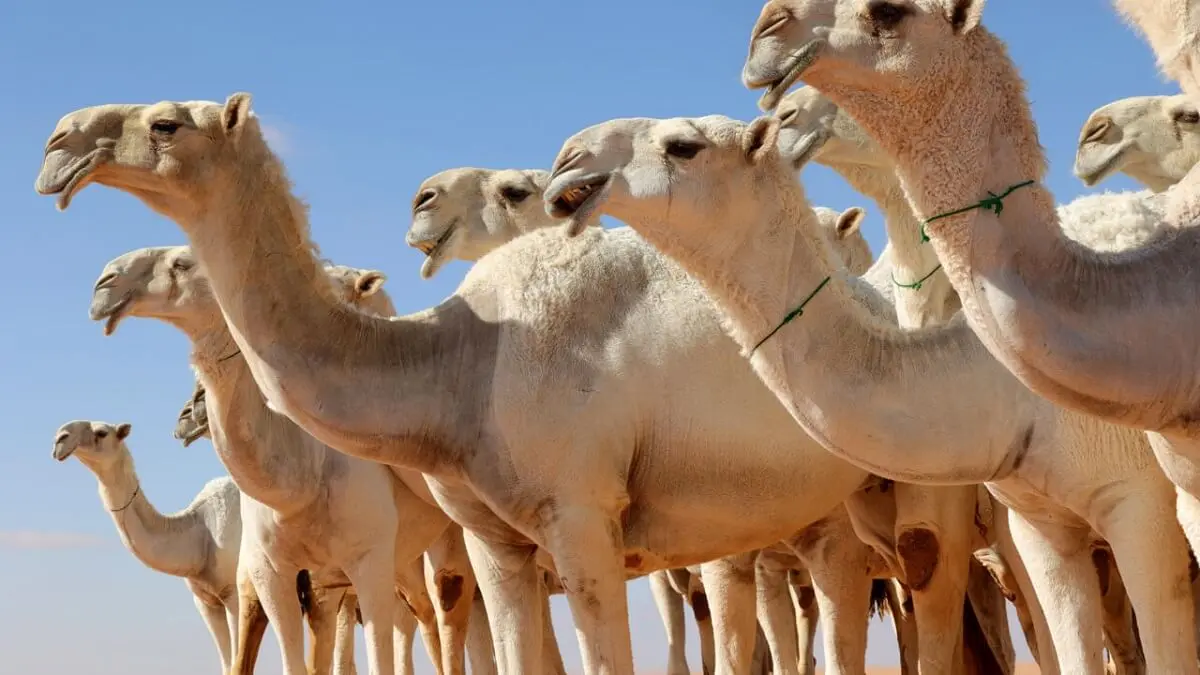 Pastores sauditas se comunican con un «lenguaje especial» con sus dromedarios