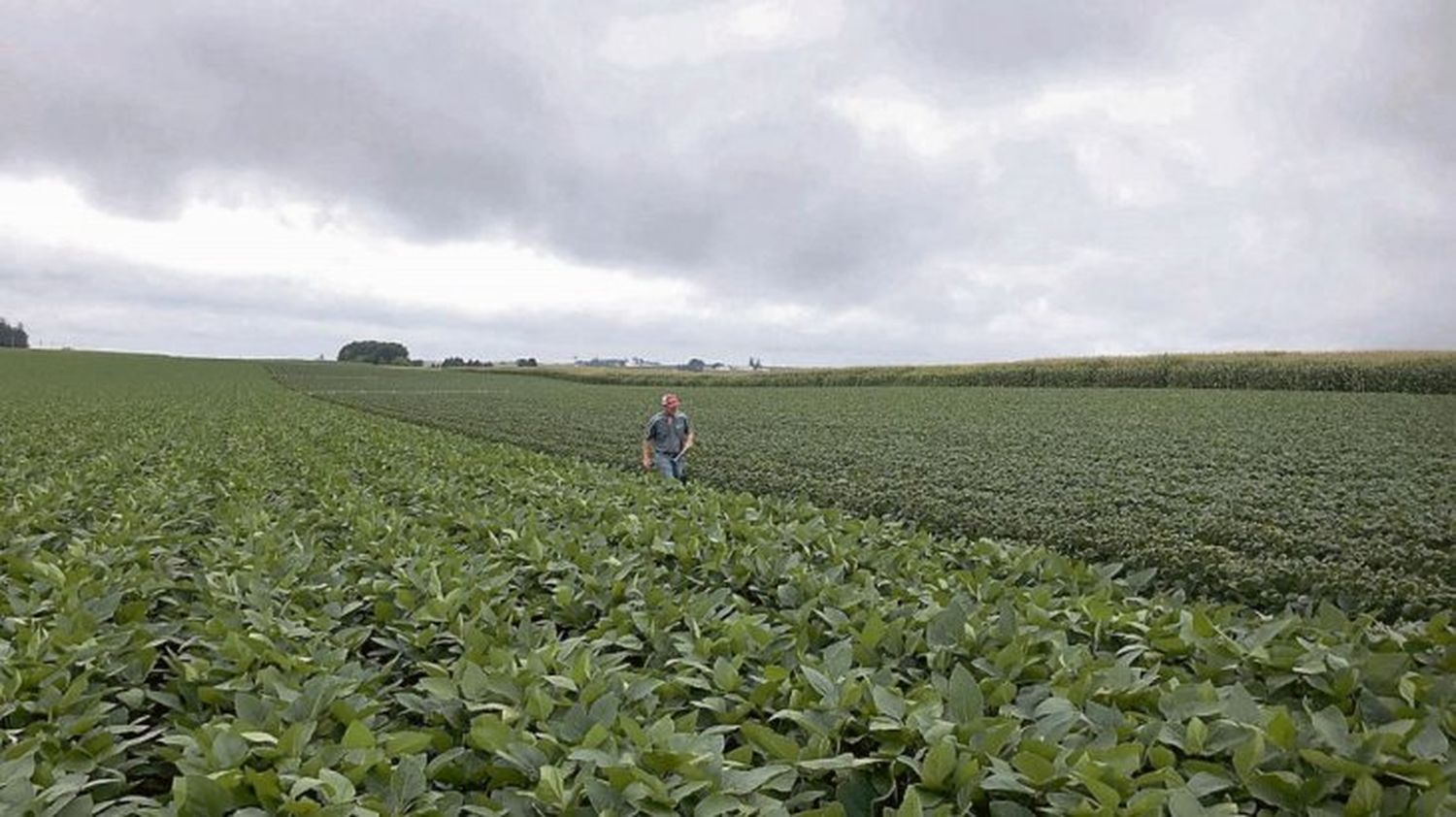 El Gobierno modificó las retenciones al campo: eliminó el tope y la soja pagará 30%