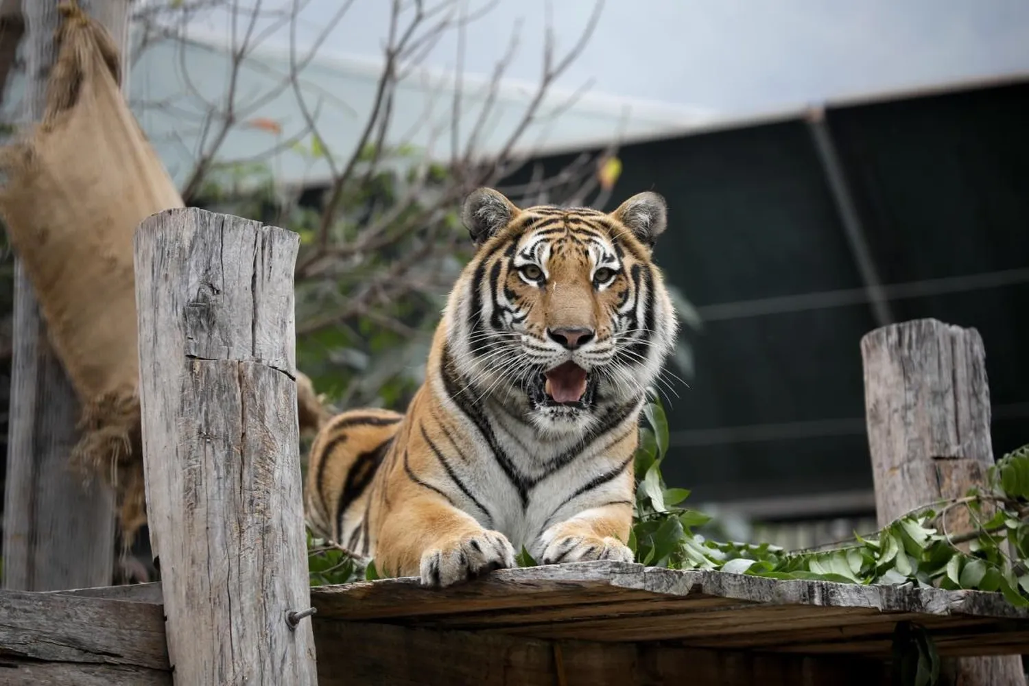 AL MENOS 20 FELINOS murieron por gripe aviar en un santuario animal en Washington