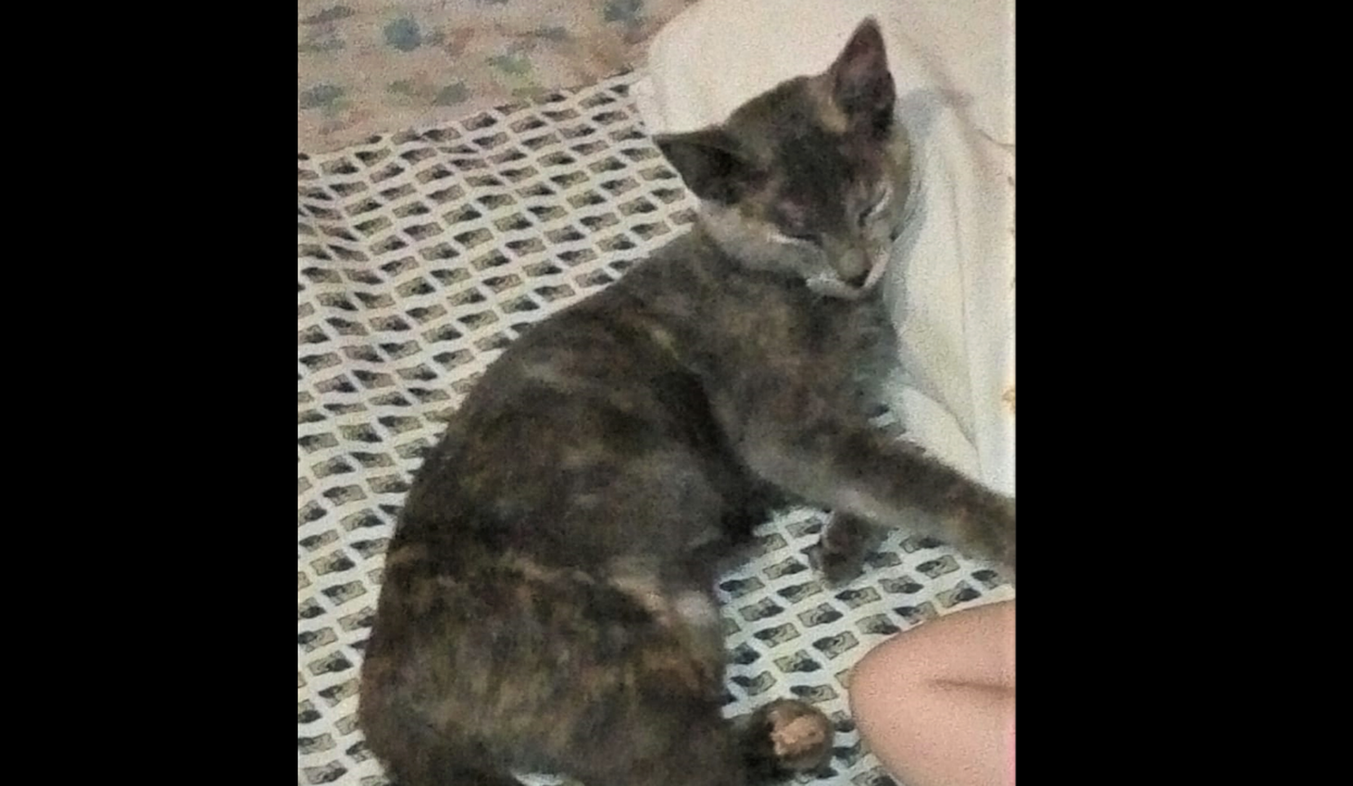 Buscan a Lola, que está bajo tratamiento