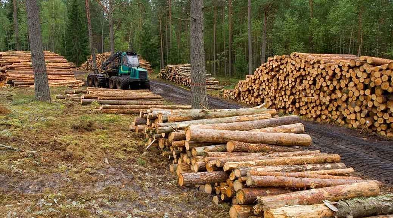 Las exportaciones de madera aumentaron un 18,9 % en lo que va del año