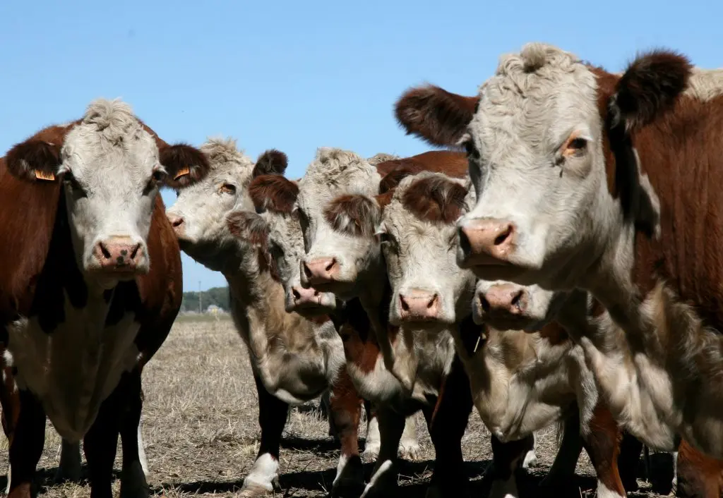 El Gobierno creó un sistema para darle trazabilidad a los productos veterinarios