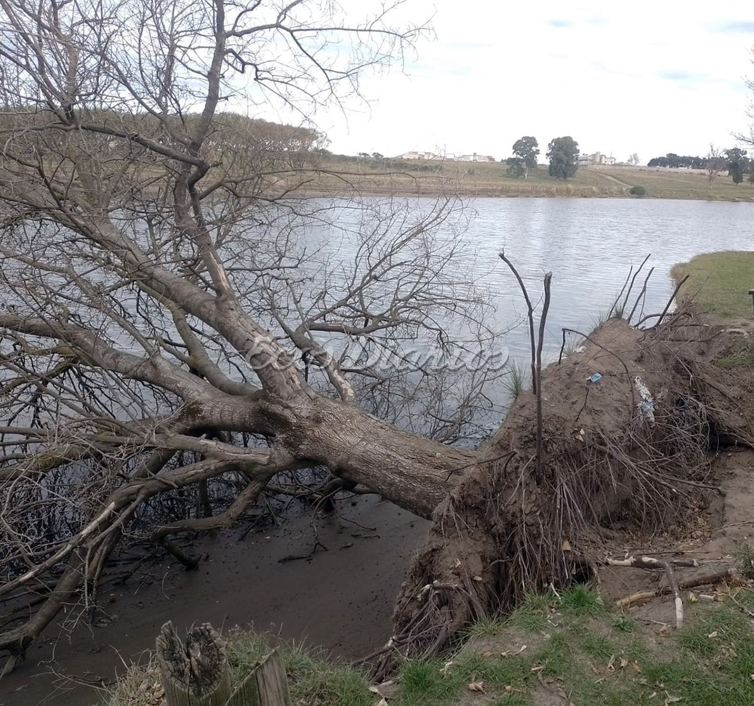 El árbol que cayera al río