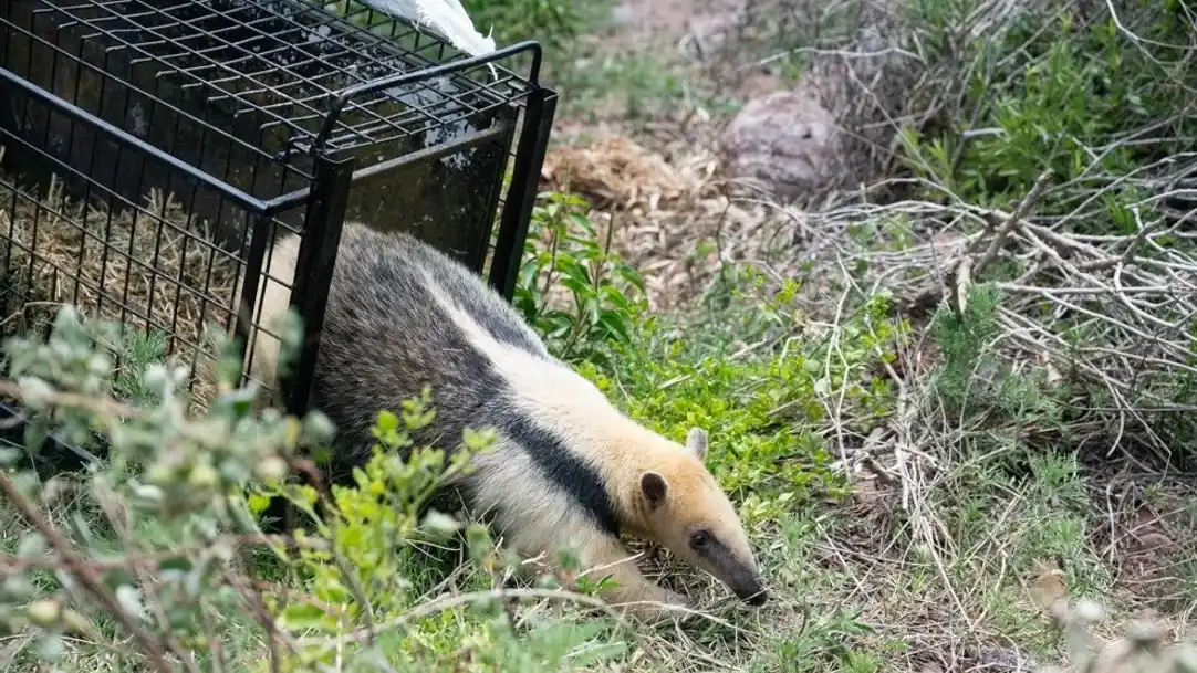 Un oso melero fue liberado en Córdoba junto a otros 34 ejemplares de fauna silvestre