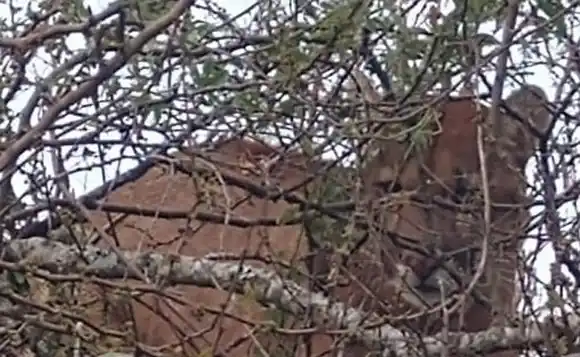 No pudieron atrapar al puma que apareció a 20 kilómetros de San Salvador