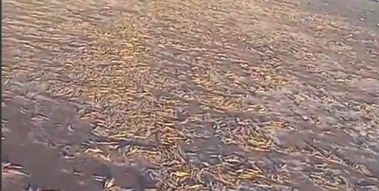 Preocupación por gran cantidad de peces muertos tras la bajante en la laguna La Picasa