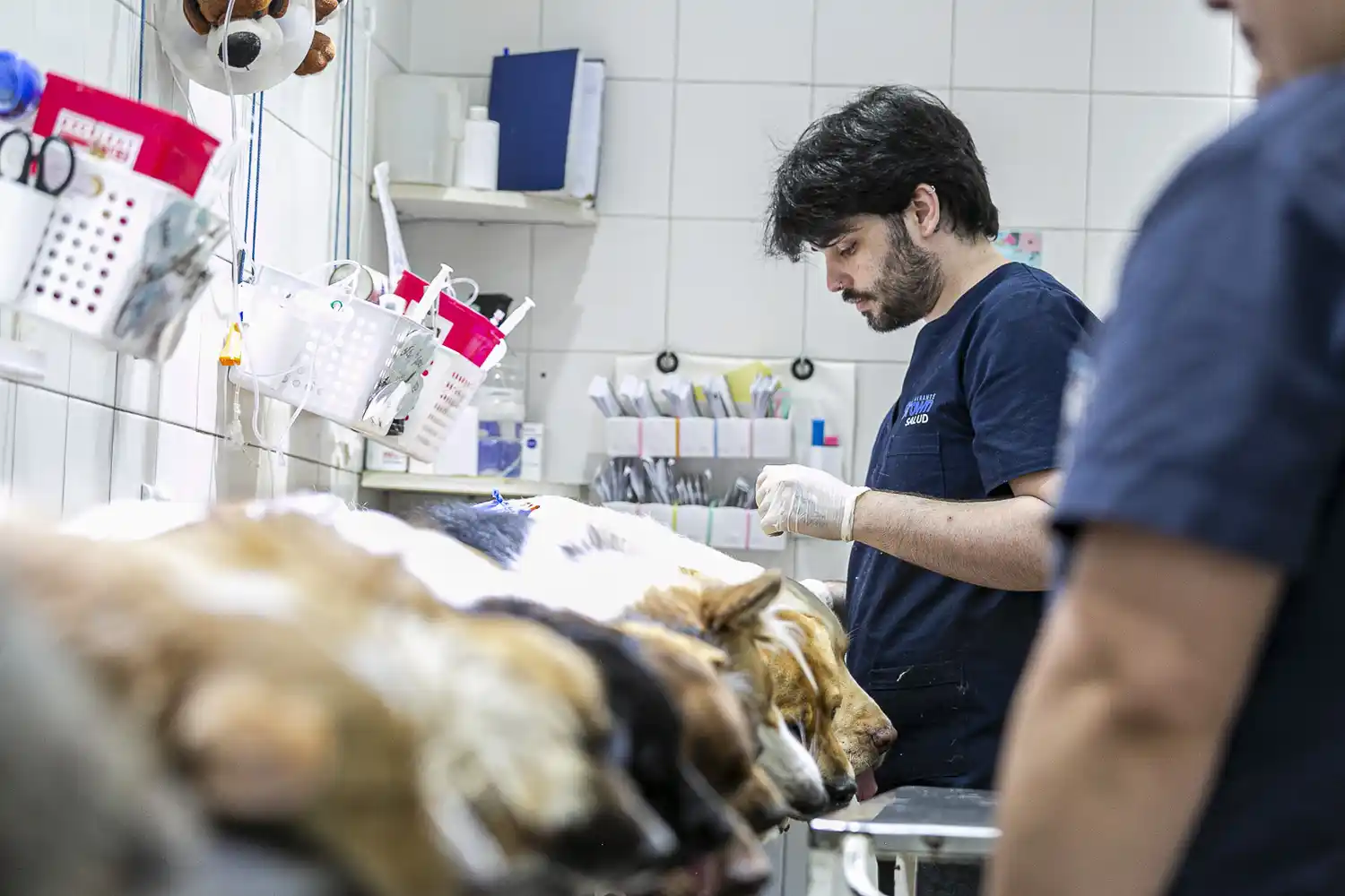 Almirante Brown: El Municipio profundiza los operativos descentralizados de castración