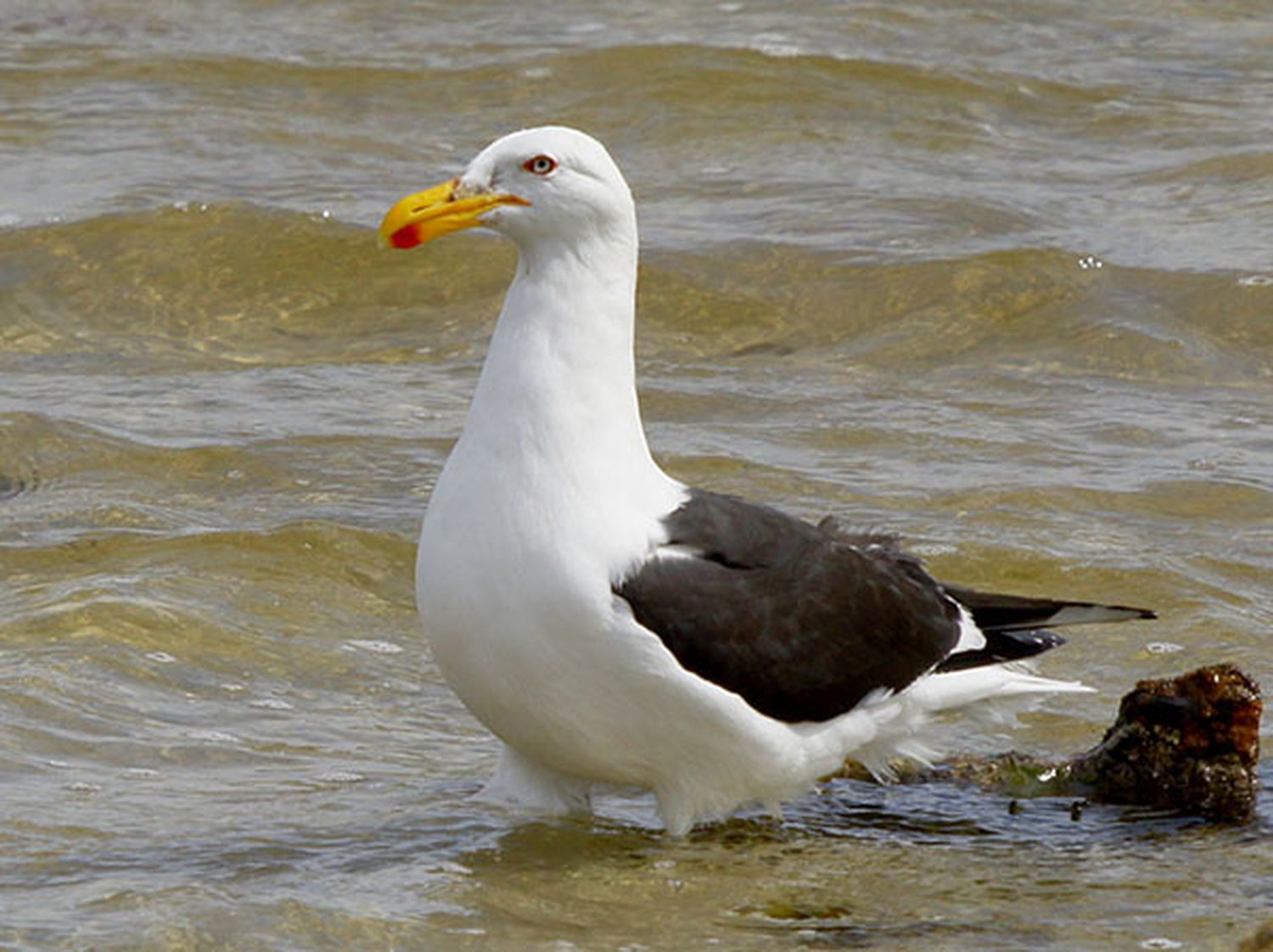 Las gaviotas: animadoras del paisaje marino