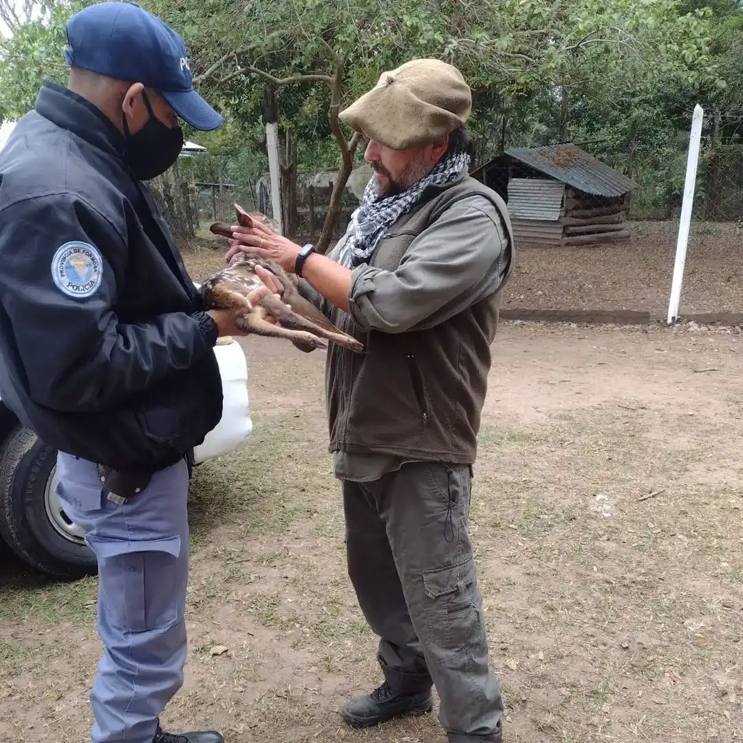 Vecino rescató a una cría de guazuncho en estado de abandono