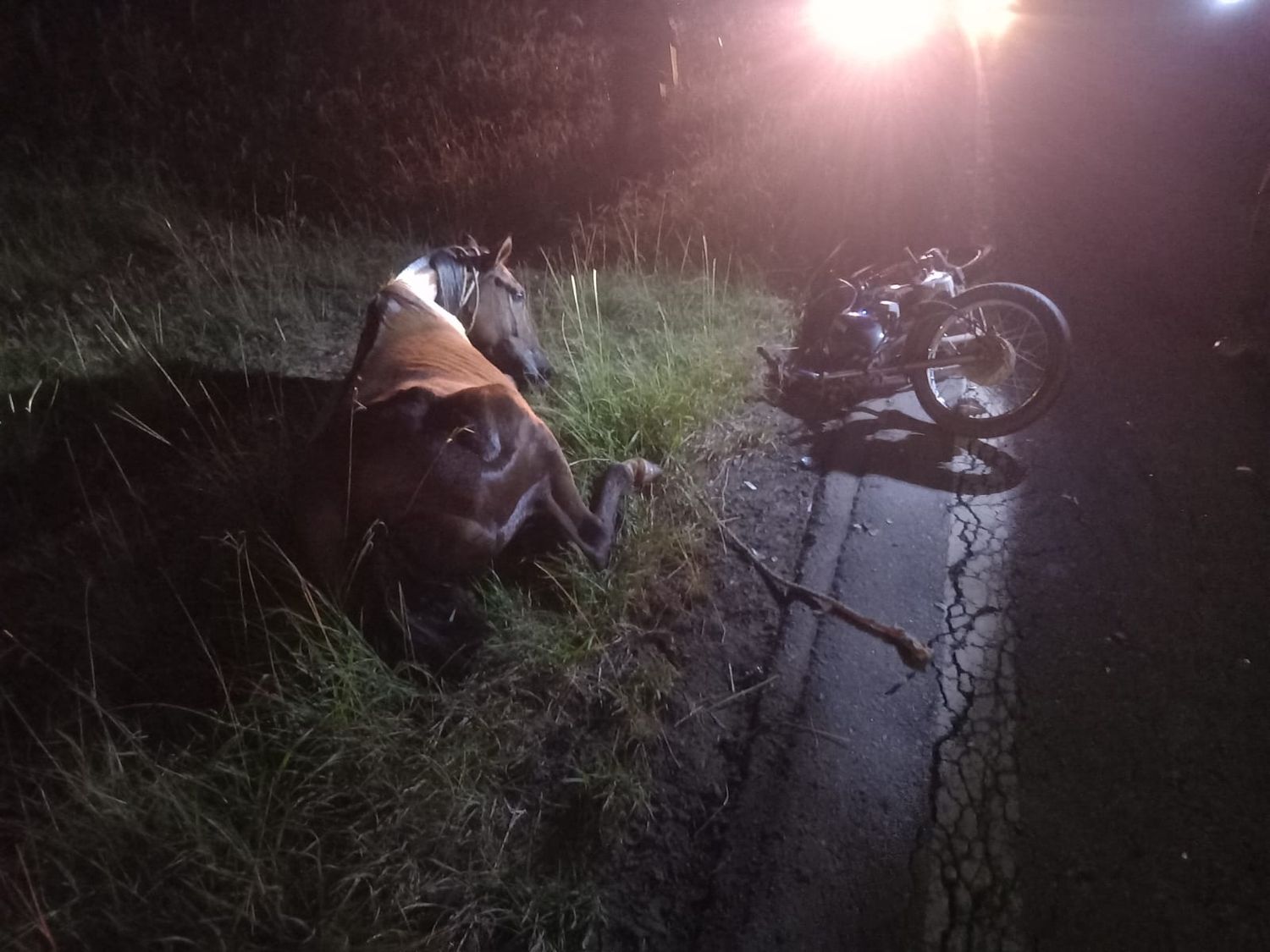El caballo murió tras el accidente.