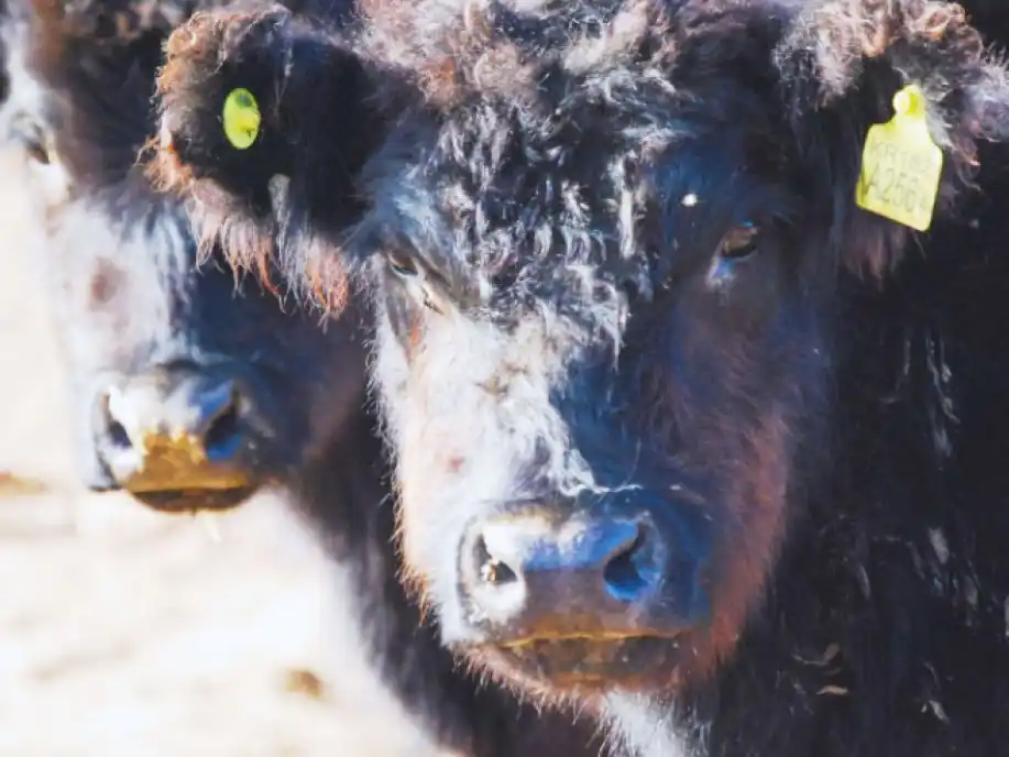 El stock ganadero de Entre Ríos es de 4,334 millones de cabezas