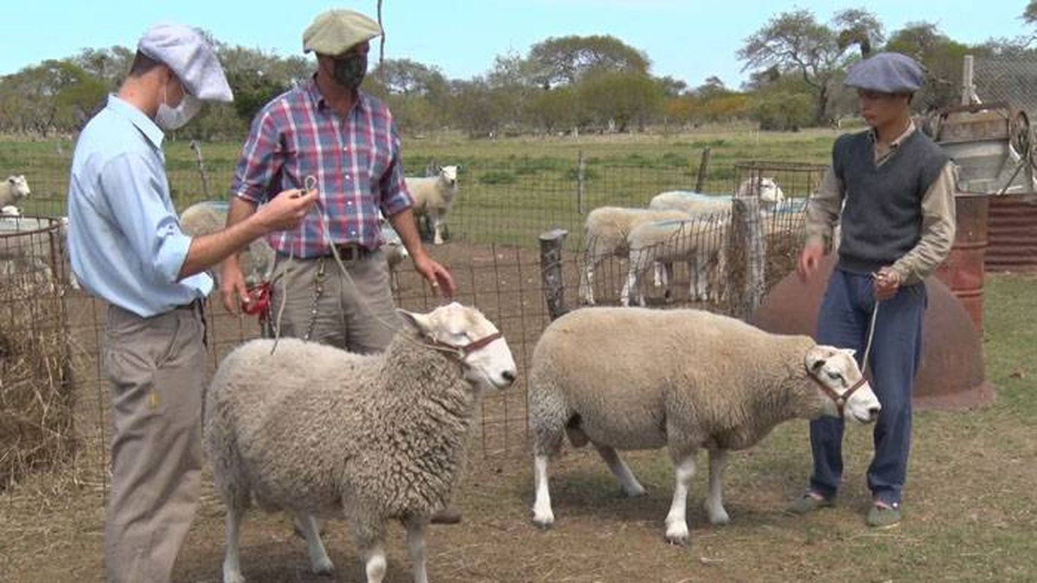 Productores esperan la nueva ley ovina como regalo de Navidad