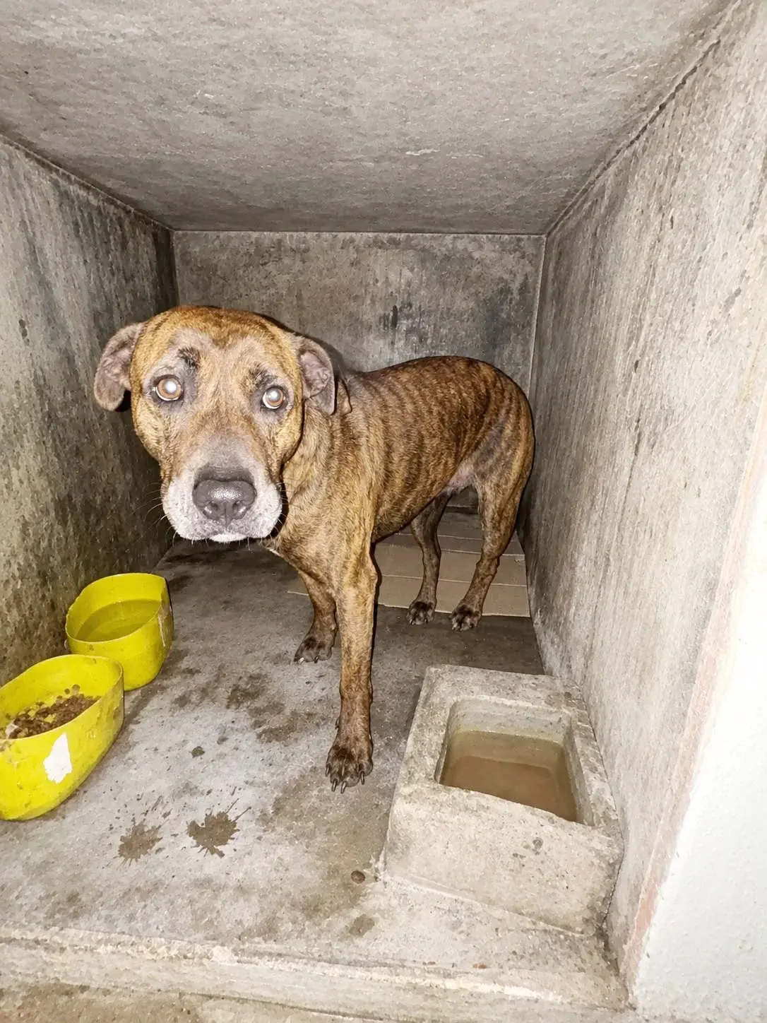 Retiraron dos perros de la vía pública y quedaron bajo resguardo municipal