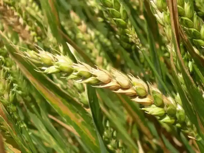 El Inta ofrece una interesante herramienta para predecir la aparición de fusariosis.