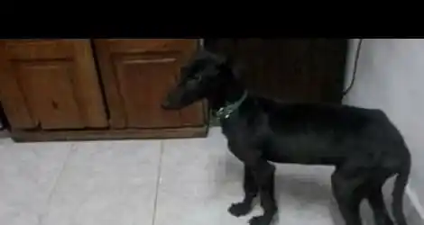 Buscan a Chino