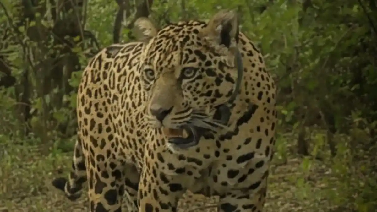 Buscan a la yaguareté Acaí.