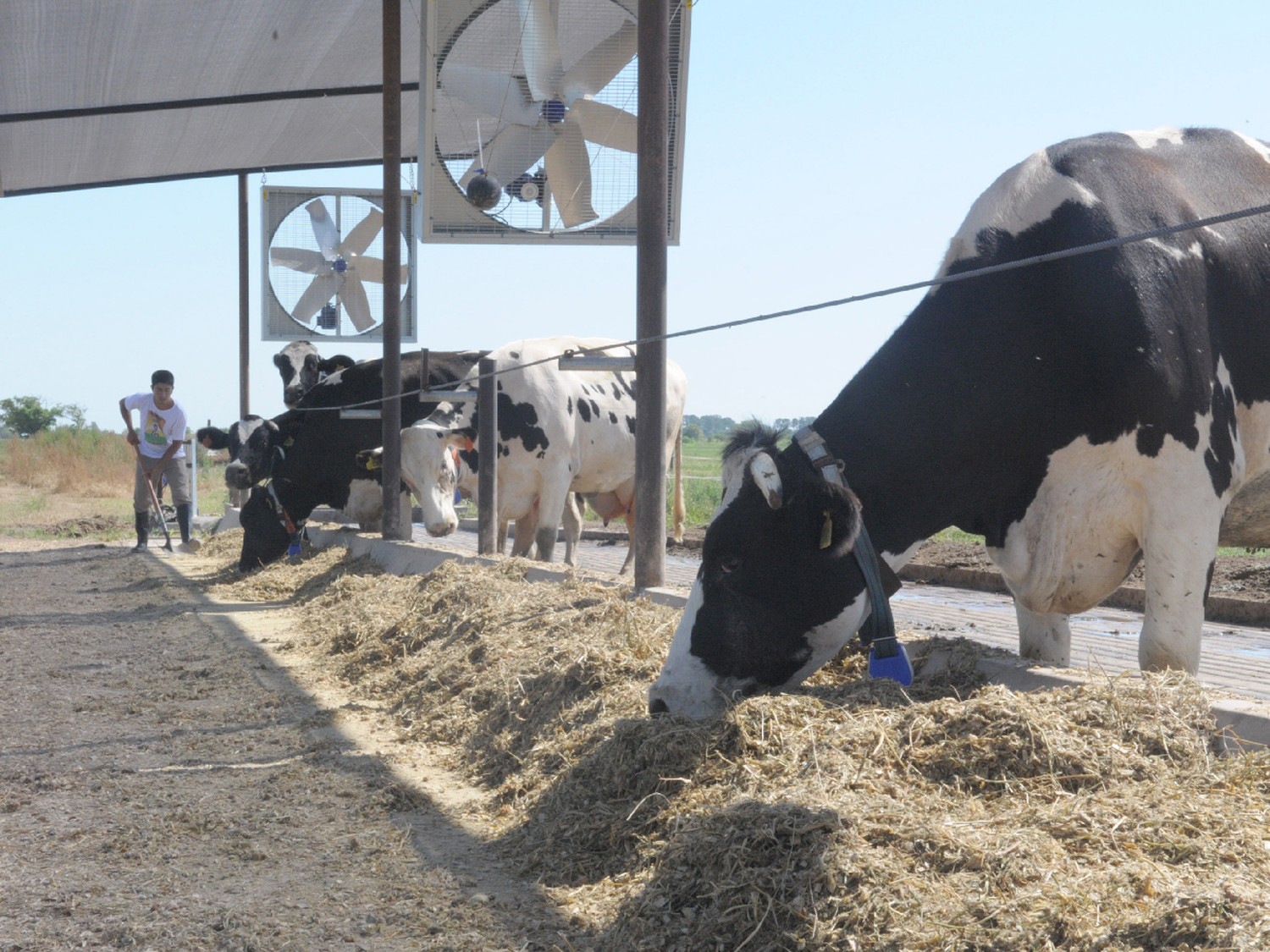 La “cuotavaca”, el modelo  asociativo que analiza Manfrey para rescatar a productores 