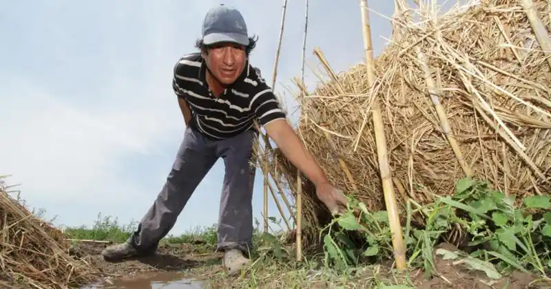 Implementarán buenas prácticas agrícolas en las hortalizas santafesinas