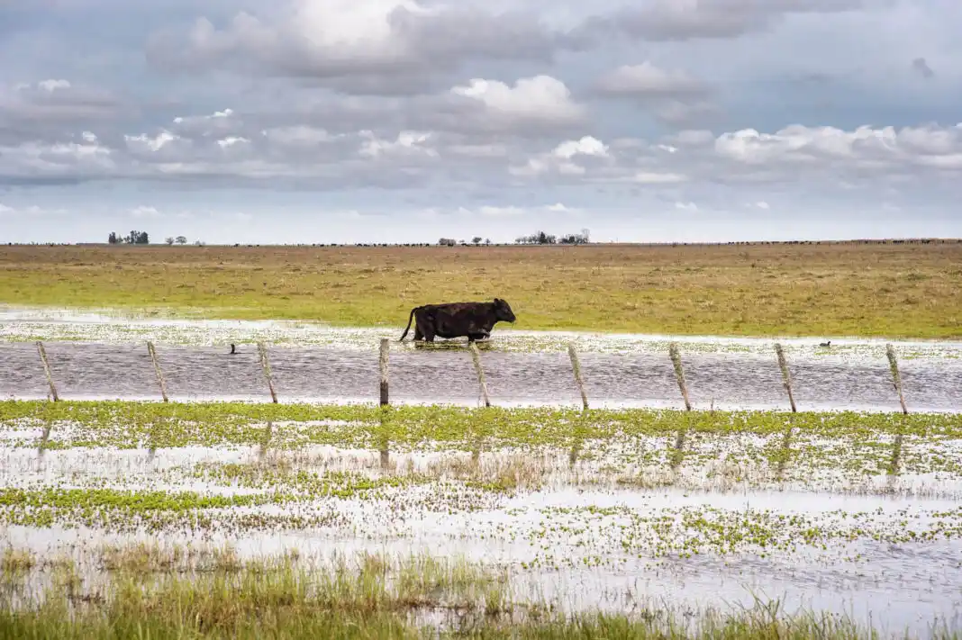 Recomendaciones para el manejo de rodeos y pasturas en zonas inundadas