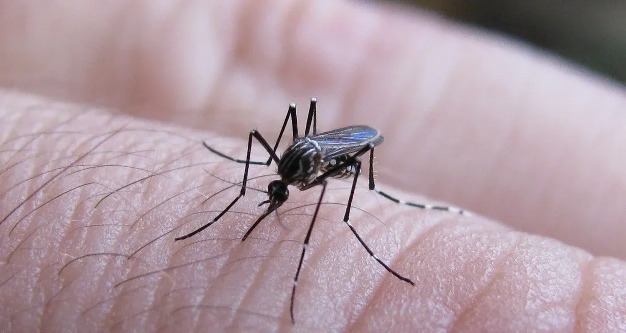 El mosquito vector del dengue puede volar hasta 100 metros a la redonda. Crédito: El Litoral