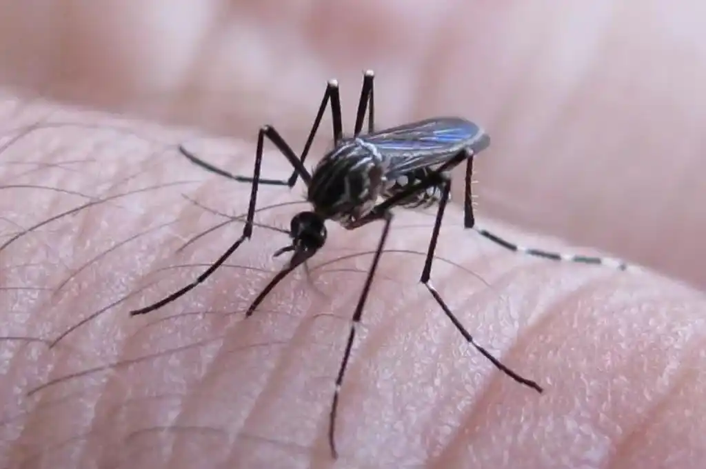 Dos casos sospechosos de dengue en la ciudad de Santa Fe