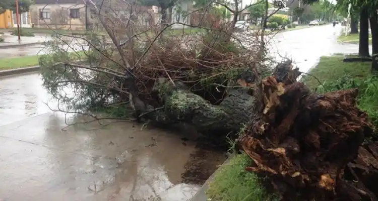 Por la tormenta, cayó un árbol