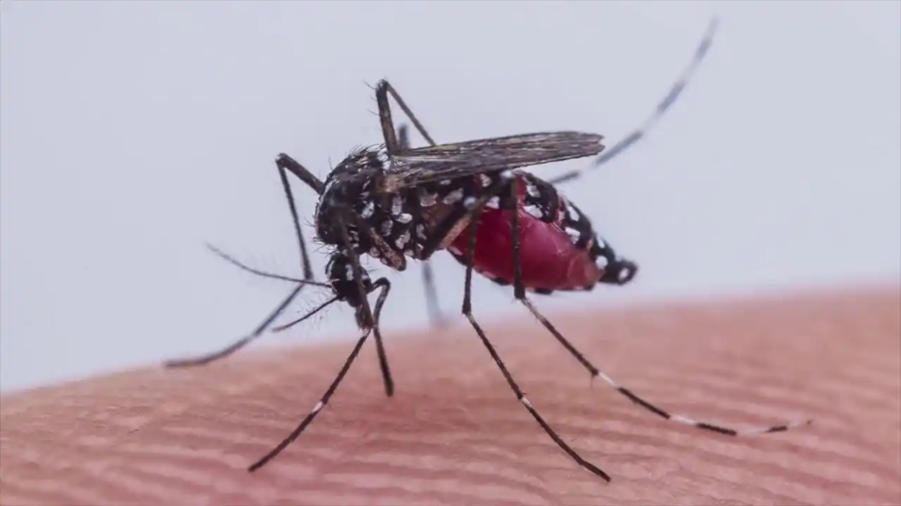 Por qué se produjo la invasión de mosquitos