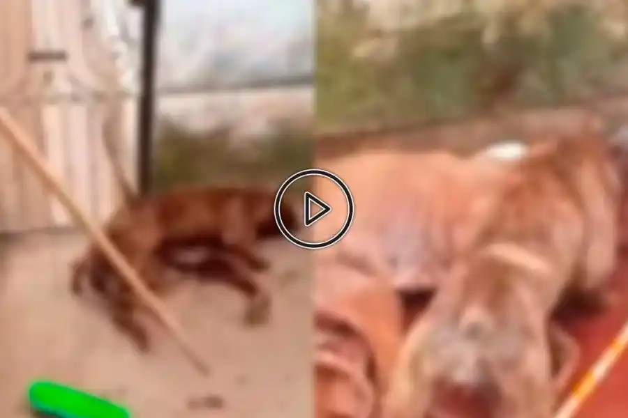 Imágenes sensibles | Horror en Córdoba: acusaron a un hombre de robar galgos para desnutrirlos y hacer que su pitbull los mate