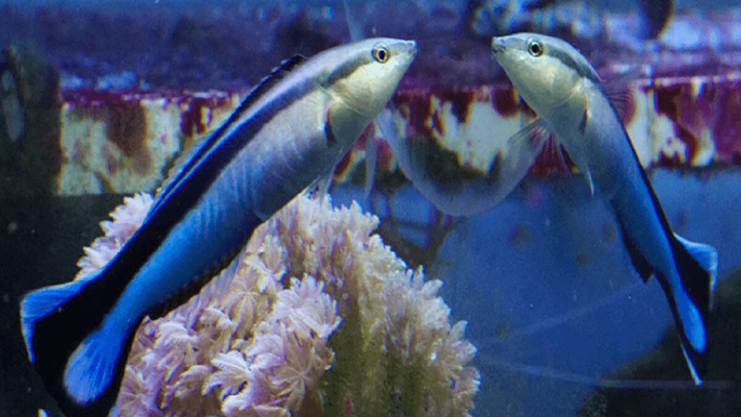 ¿ESE SOY YO? Los peces pueden reconocerse en un espejo