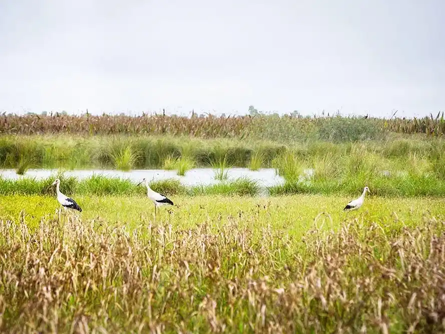 Día Mundial de lucha contra la Desertificación y la Sequía: el rol de los pastizales y sabanas naturales