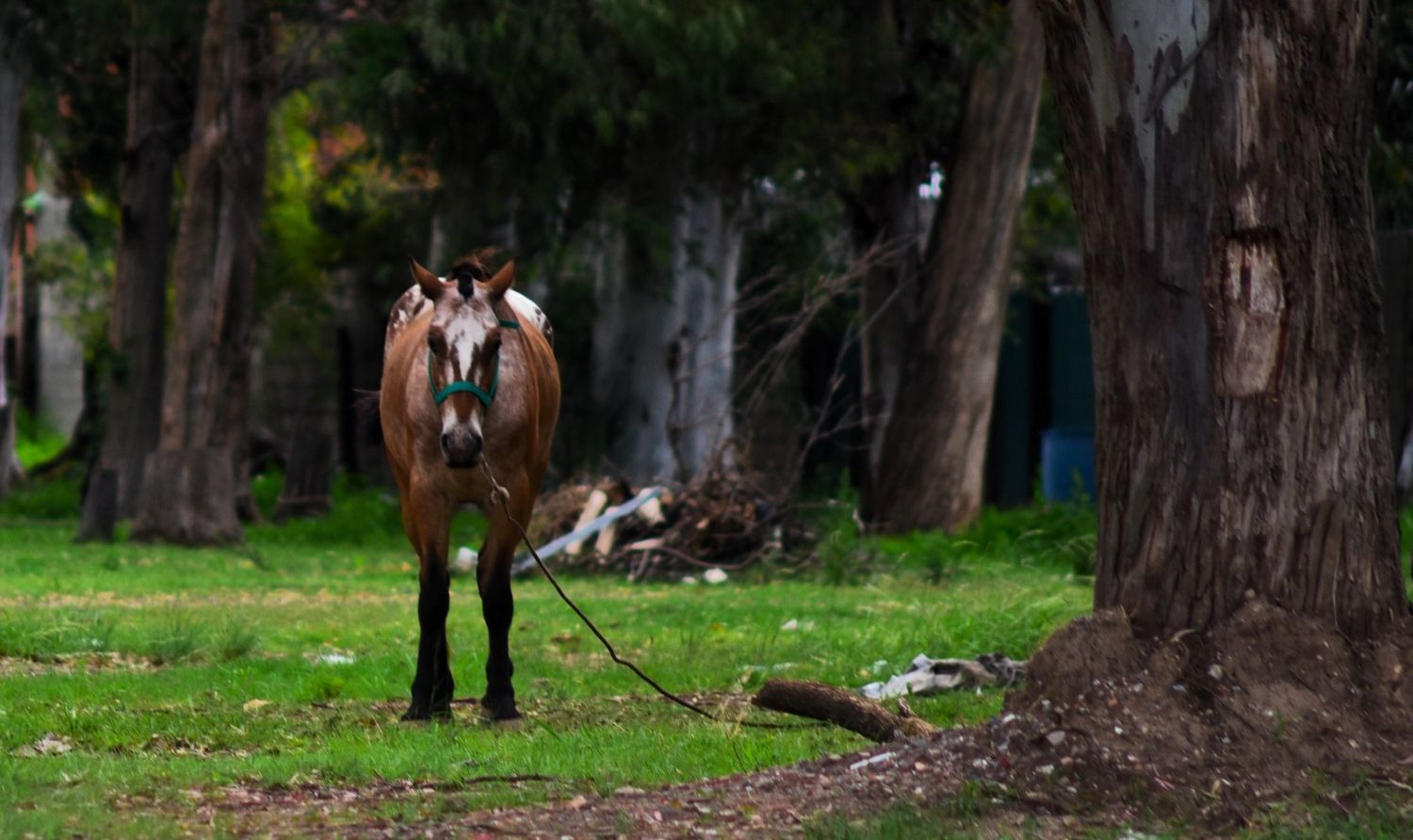 Encefalomielitis equina: siguen tareas de bloqueo y fumigación espacial en la ciudad