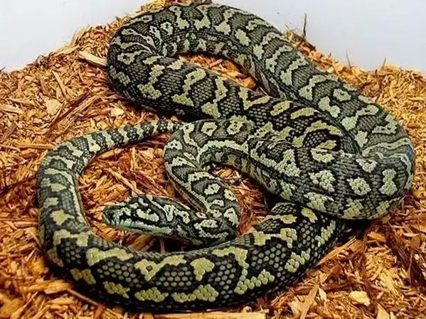 Pitón Alfombra Diamantina (Moreira Spilota)