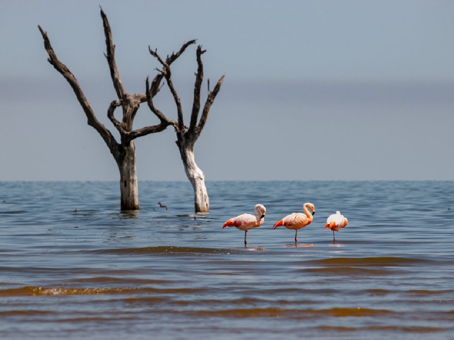 La provincia cedió las tierras y Ansenuza será Parque Nacional