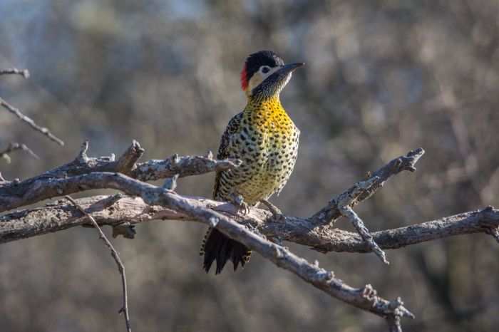 Guillermo Vidal - Fotógrafo - Disertará en una charla sobre fotografía de naturaleza "Belleza oculta de nuestra región " - 8